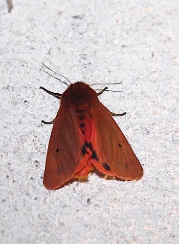 Réf. 239 117 : Phragmatobia fuliginosa